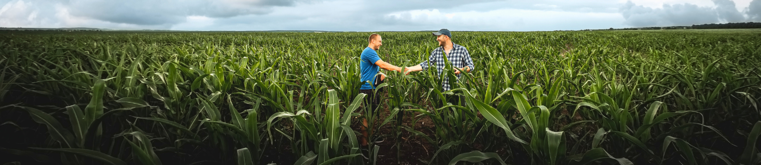 Two male farmers shaking hands in corn field.